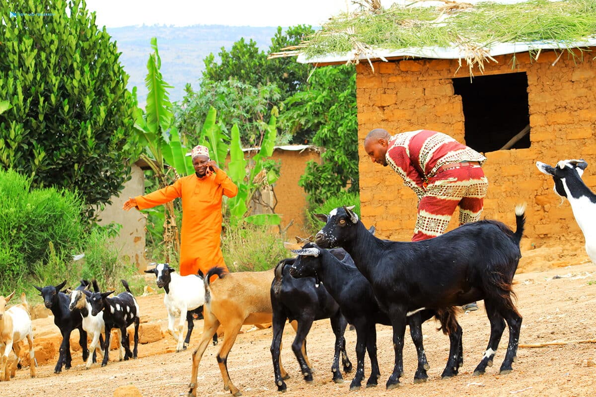 Livestock integrated into a Kura Kura garden